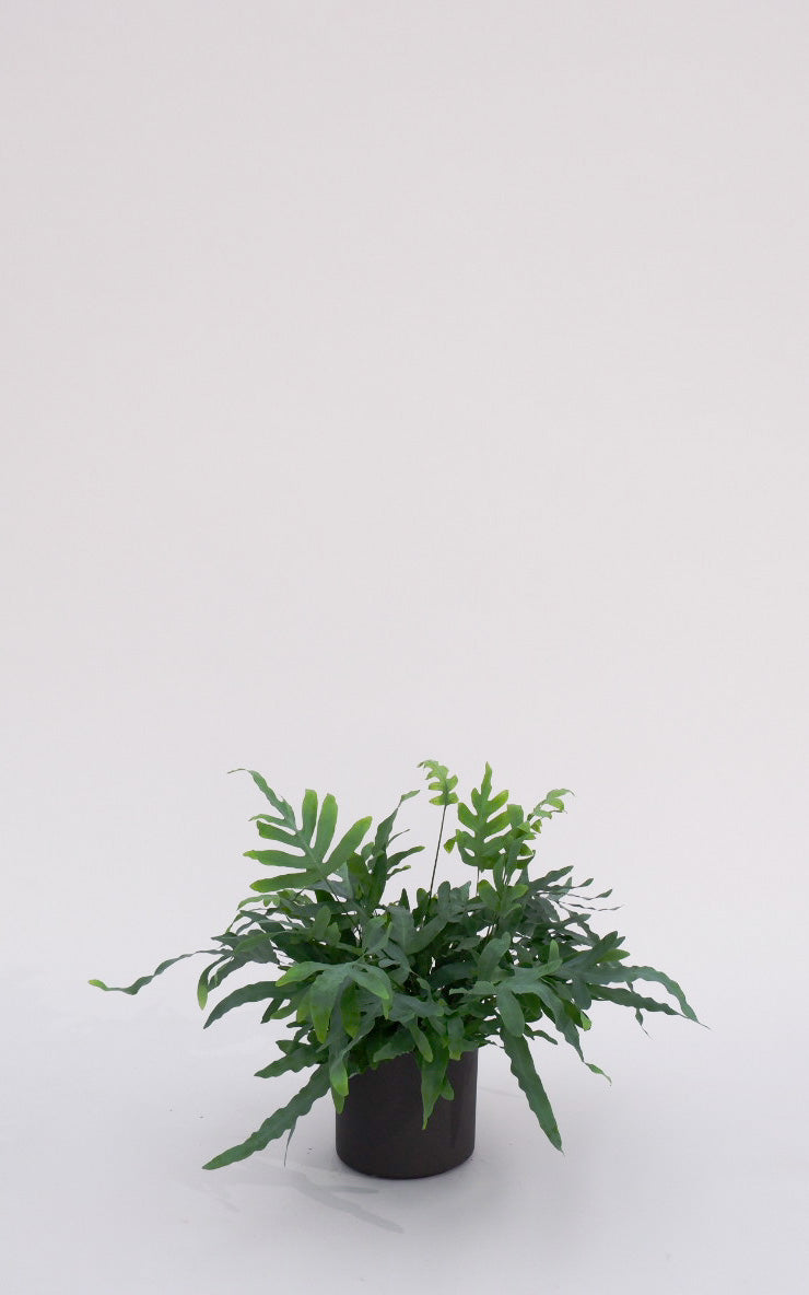 Asplenium